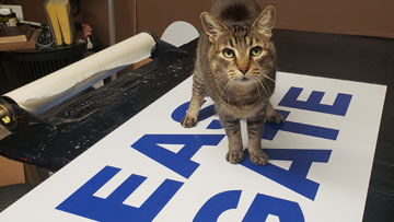 Cat on Sign